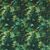 Congo - Forest